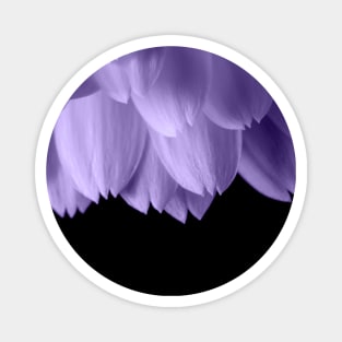 Ultra violet purple flower petals black Magnet